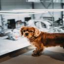 Dog watching man at work at Wraptor in Nootdorp